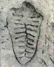 ©Ana Mendieta