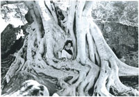 lucerochica
